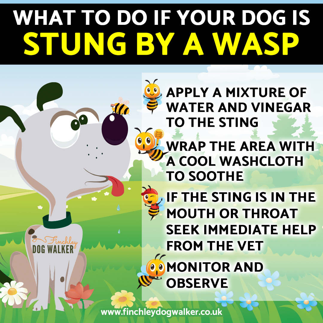 what-to-do-if-your-dog-is-stung-by-a-bee-or-wasp-002 Spring Dangers for Pets