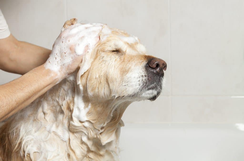 Depositphotos_19659581_l-2015-1024x675 Water Safety for Dogs'