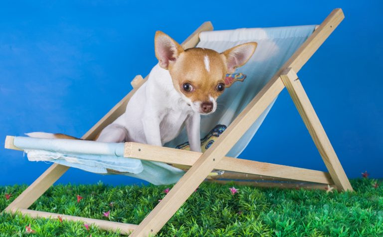 seasonal pet safety Finchley