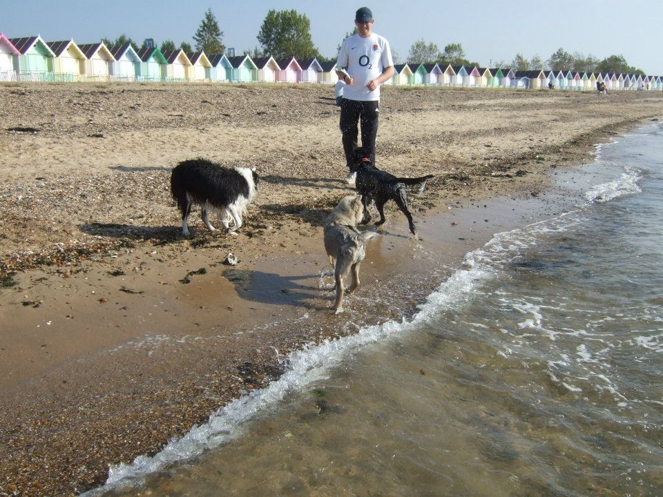 dog-safety-and-wate Water safety for dogs'