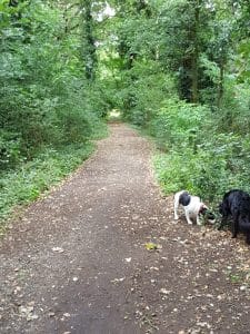 dog-walking-finchley-e1503259961628-225x300 Finchley to Muswell Hill