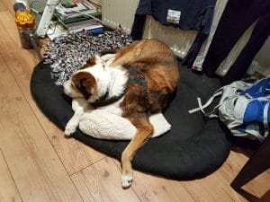 duncan-house-sitting-300x225-1 An older dog still needs daily exercise – here’s how to achieve it