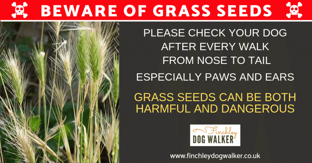 Grass seeds are a danger to your dog - Finchley Dog Walker