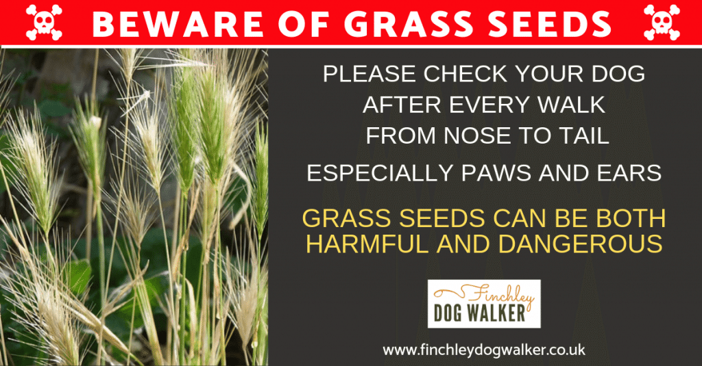 Is grass seed poisonous to dogs if eaten