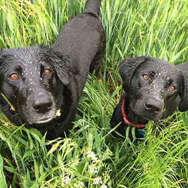 Grass seeds are a danger to your dog