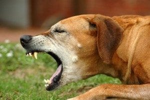 kennel-cough-300x199 Is your Dog a Reactive Dog?