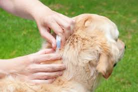 fleas How to protect your home and dog from fleas in the autumn months