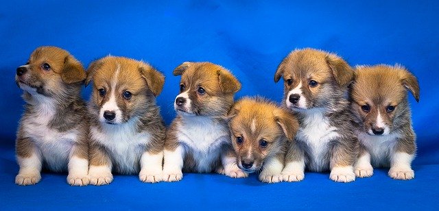 welsh-corgi-3097215_640 Bringing a puppy home