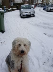 millie-dog-walk-snow-223x300-1 Walks with your dog in Wintry Weather