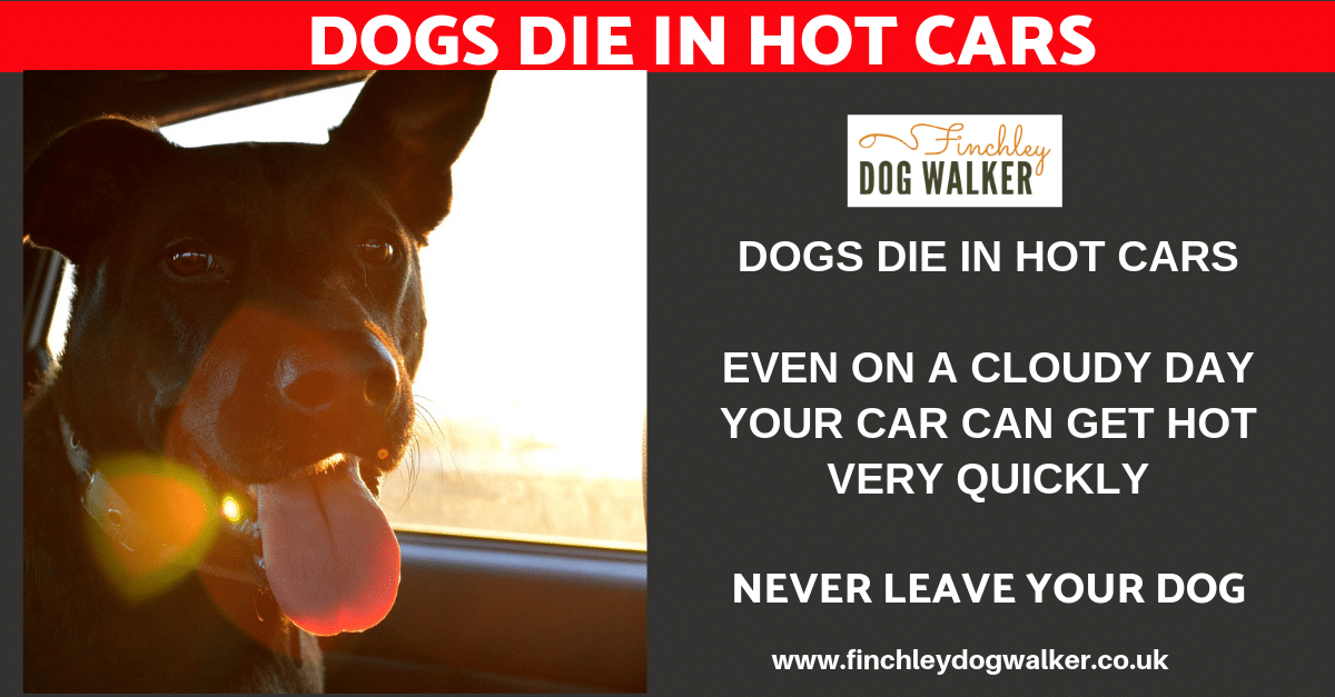 Can Dogs Suffocate In Cars