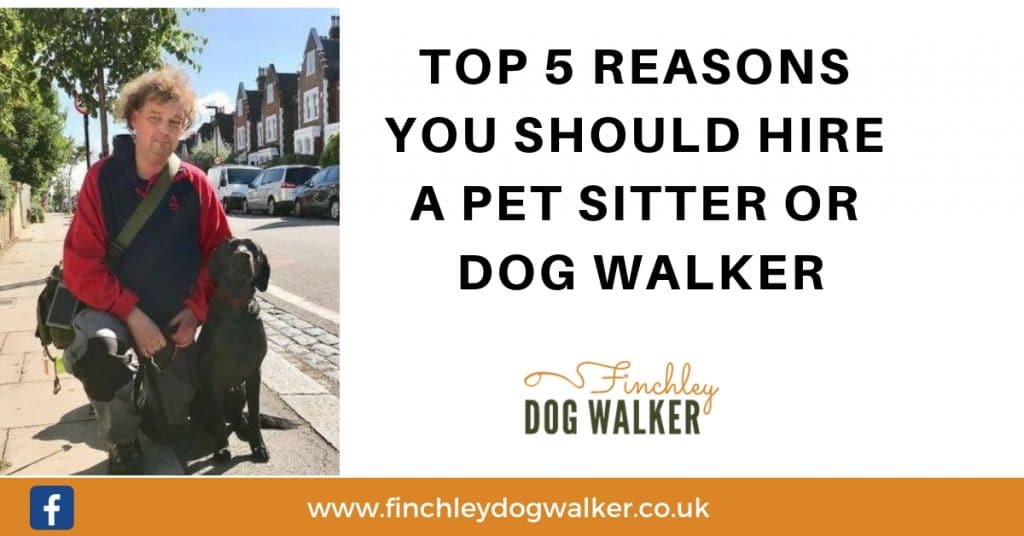 Finchley-Dog-Walker-and-Pet-Sitter-1024x536 5 reasons you may need a professional pet sitter