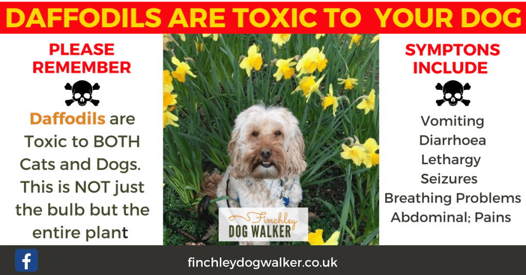 finchley-dog-walker-daffodils-poison-1024x536 Garden plants poisonous to dogs