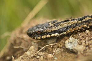 adder-2313144_640-300x199 Dogs and Snake Bites