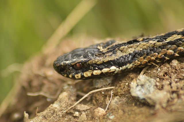 Dogs and Snake Bites