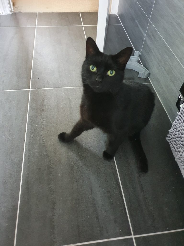 muswell-hill-cat-sitter-768x1024 Is a Cat Sitter or Cattery Better?