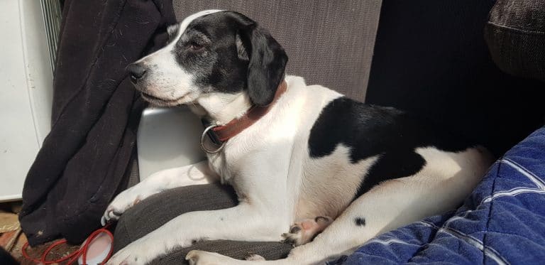 prepare for a rescue dog