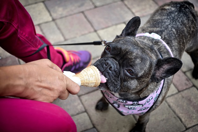 dog-4298971_640 Feeding tips for Your dog on hot summer days