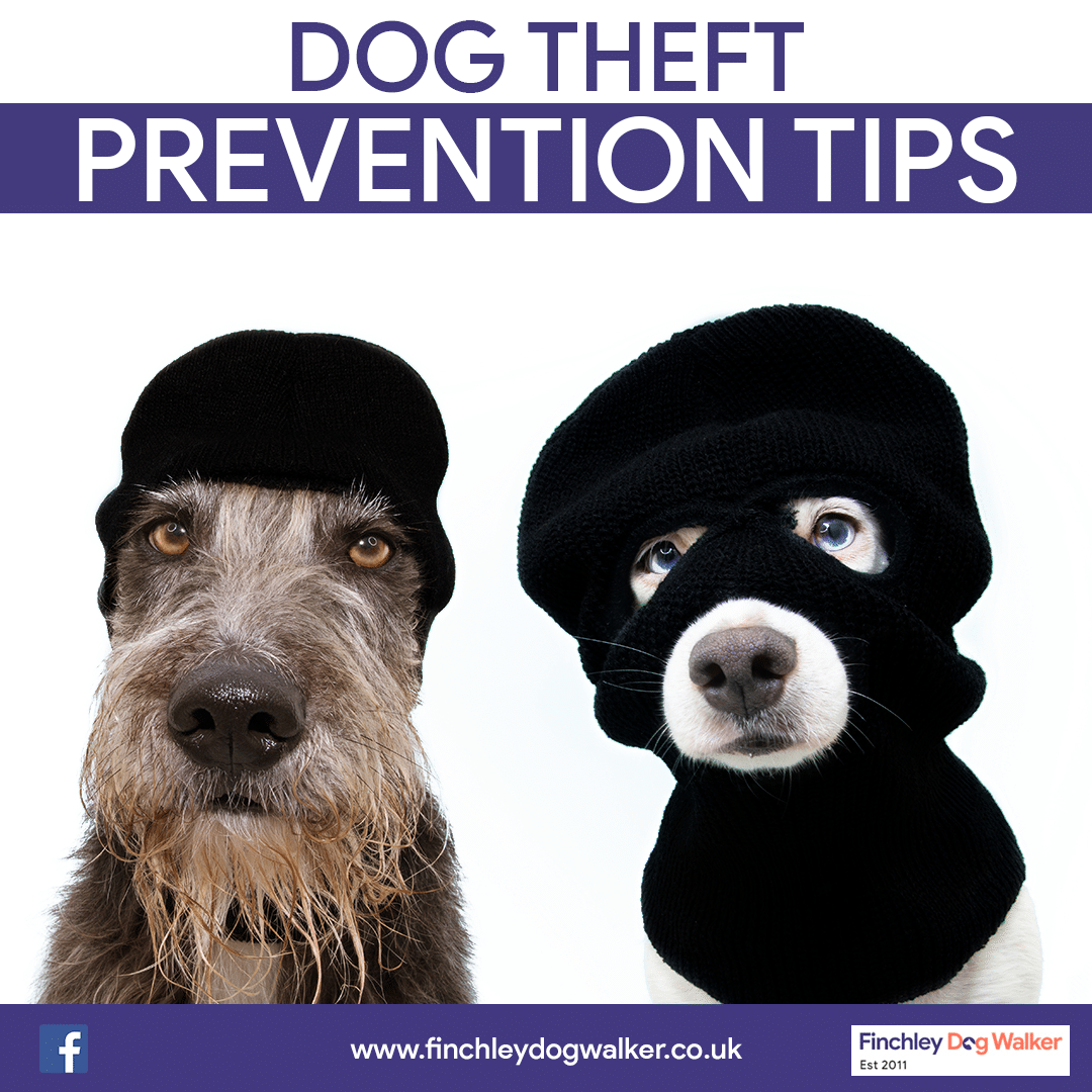 Dog-Theft-Prevention-Tips Dog Theft Prevention Tips
