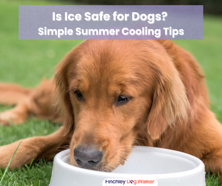 Golden retriever drinking water from a bowl on the grass — is ice safe for dogs in summer?