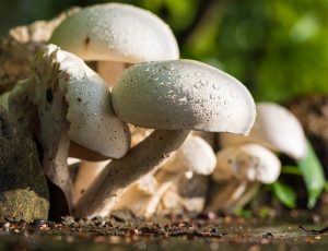 mushroom-372044_640-300x230 The Dangers of Dogs and Mushrooms