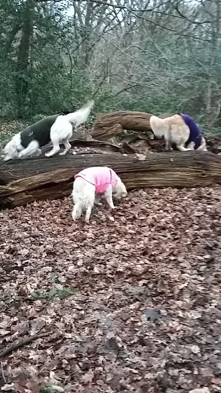 How Do You Keep A Puppy Entertained When Alone