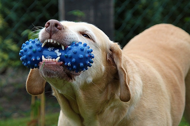 dog-167663_640 The dangers of rawhide dog chews