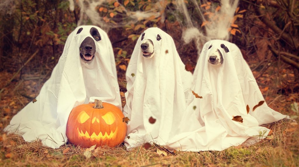 halloween-2870607_1280-1-1024x572 10 Tips to Keep Your Dog Safe at  Halloween
