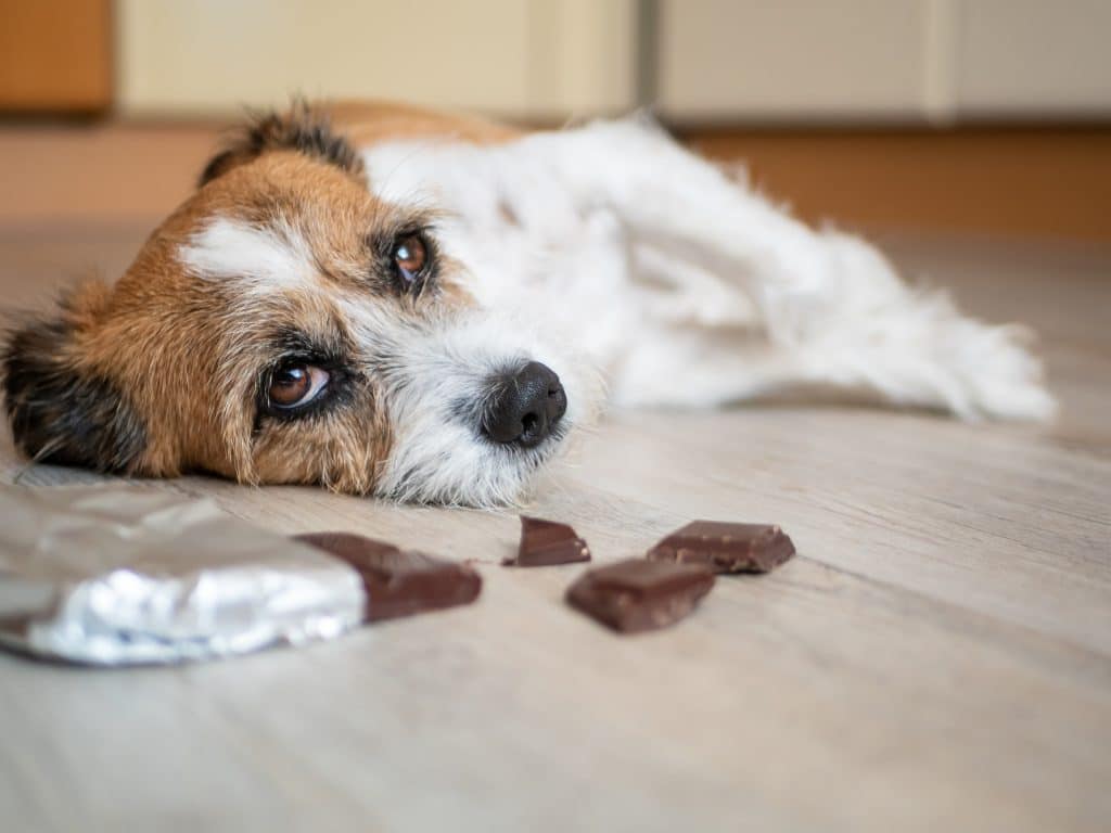 iStock-1173775739-1024x768 Chocolate and Dogs