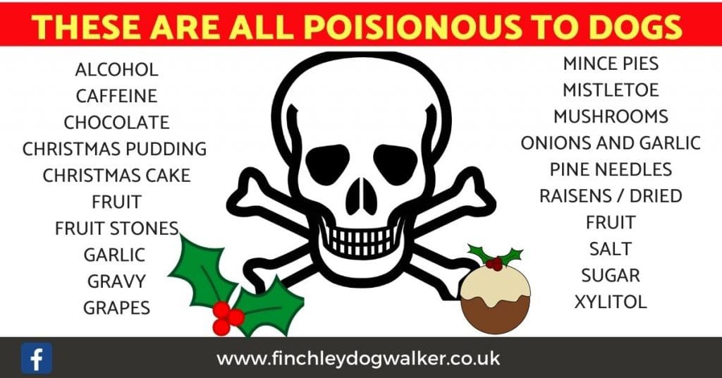 Copy-of-dog-poisons-template-1024x536 Christmas Dangers You Probably Hadn't Thought Of