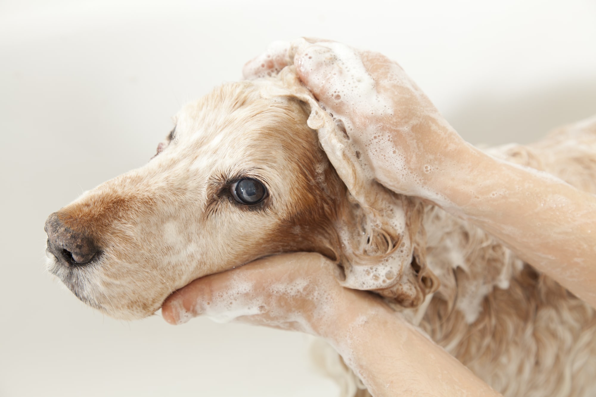Depositphotos_22799014_l-2015 How to keep the house clean with dogs