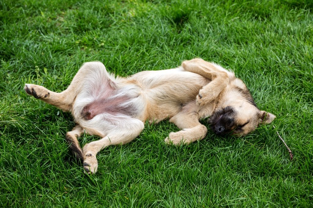 why does my dog roll in fox poo