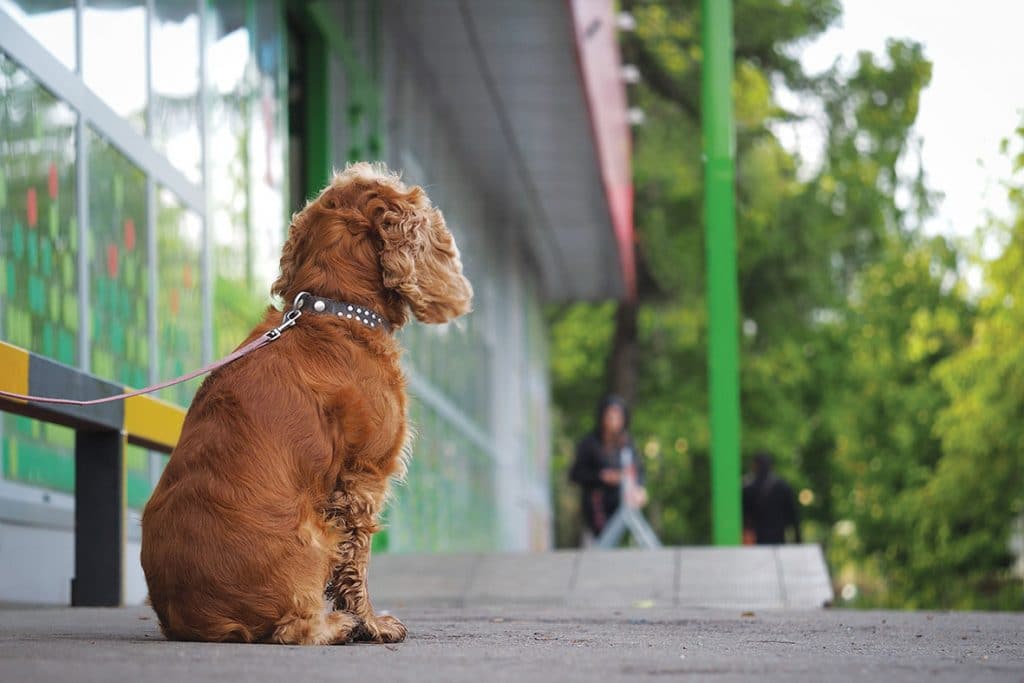 dog-theft-from-shops-1024x683 Dog Theft Prevention Tips