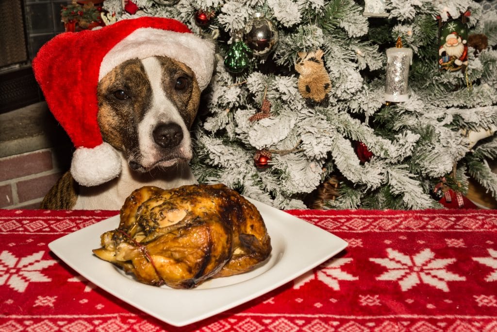 iStock-899199254-1024x683 Tips to help your dog have a safe and happy Christmas
