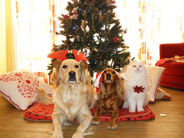 pets-962215_6401-1 Protect your dog from these Christmas hazards and dangers.
