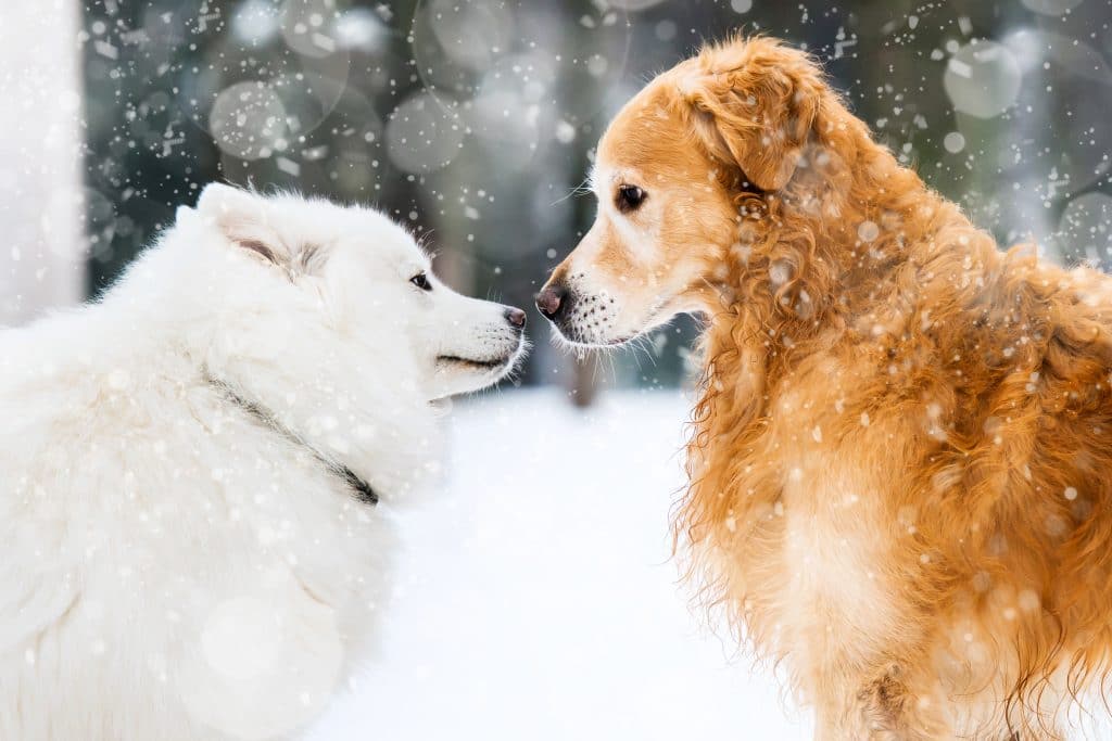 Depositphotos_60051327_xl-2015-1024x683 Our Top Tips on how to exercise your dog in the winter