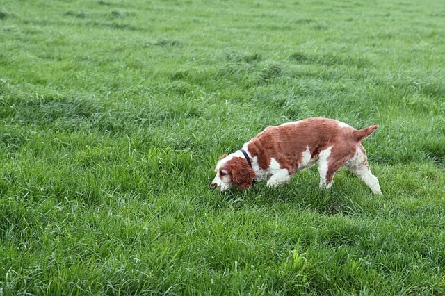 dogs nose - dog sniffing