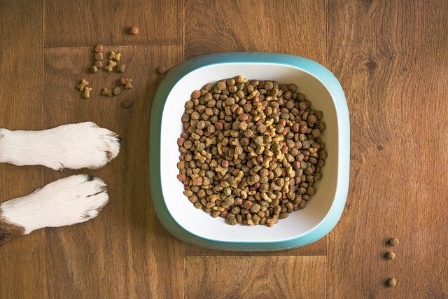 dog-food-5168940_640 Our Top Tips on how to exercise your dog in the winter