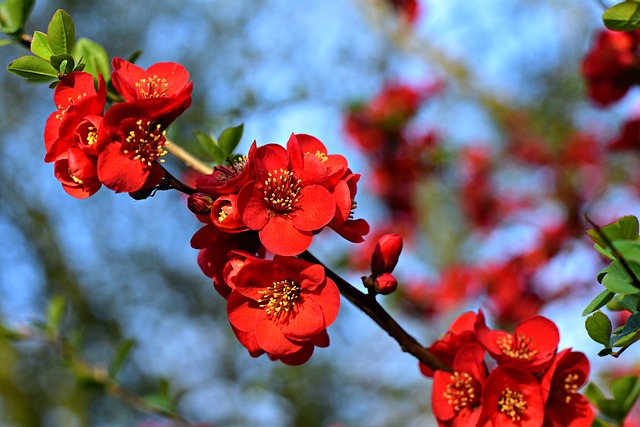 flowering-quince-4139038_640 Toxic foods for dogs