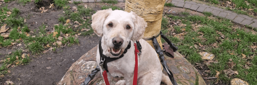 one-to-one dog walking and house sitting