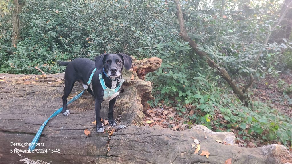 Rudy a cross breed in coldfall woods