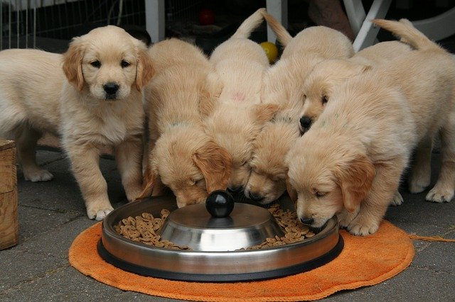 golden-retriever-puppy-2706672_640 How Much Should Your Dog Eat?