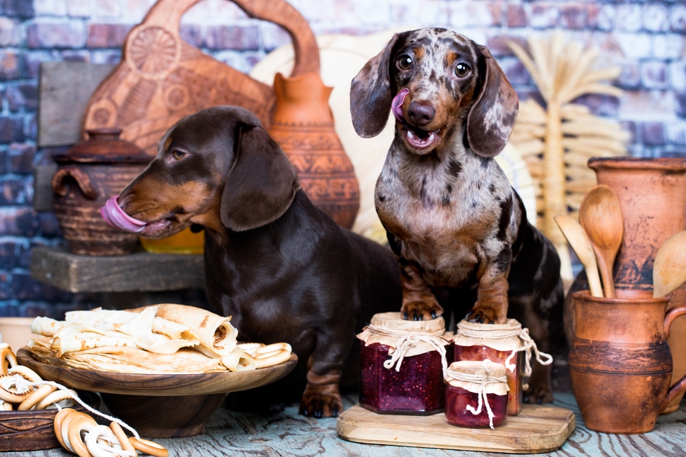 Depositphotos_256093172_s-2019 Dog Friendly Pancakes