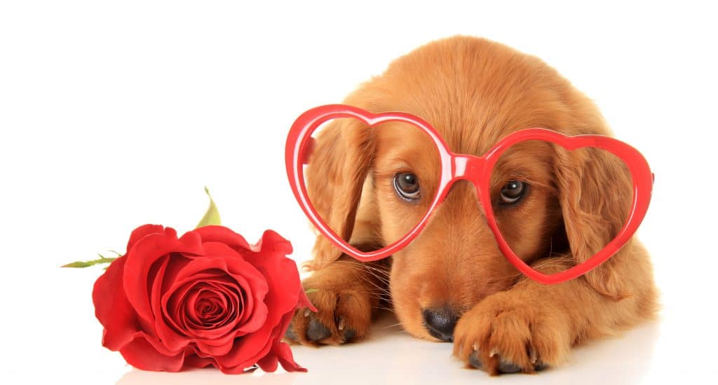 Depositphotos_95437446_l-2015-1024x550 How to spend Valentine’s Day with your dog