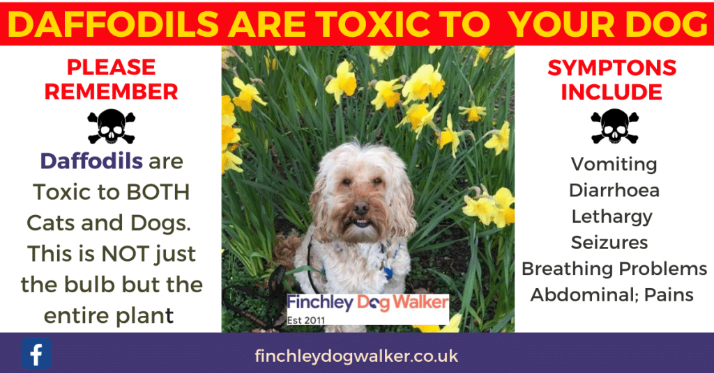 Are Daffodils Poisonous to Dogs & Cats? Finchley Dog Walker