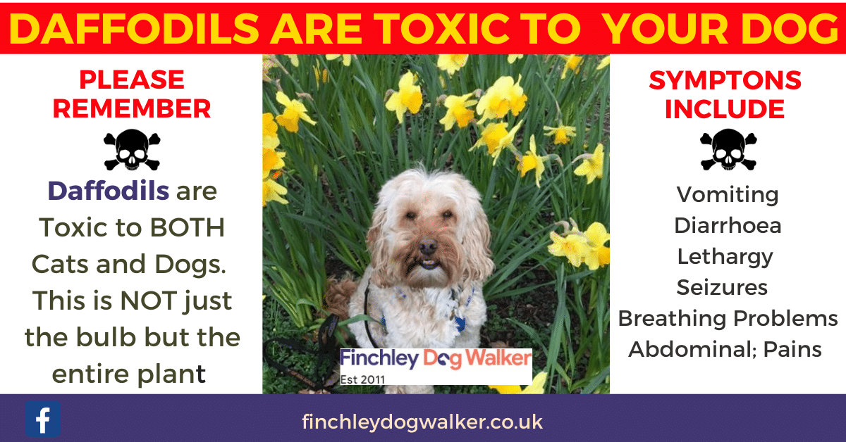 daffodils-are-toxic Are daffodils poisonous to cats and dogs?