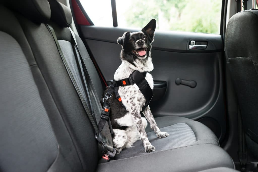 dog-fiendly-staycation-travel-1024x684 Preparing for your dog friendly staycation
