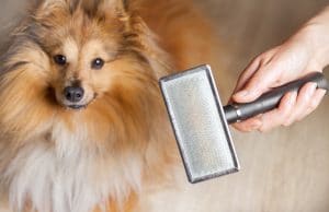 dog-grooming-tips-300x194 Dog Grooming Tips