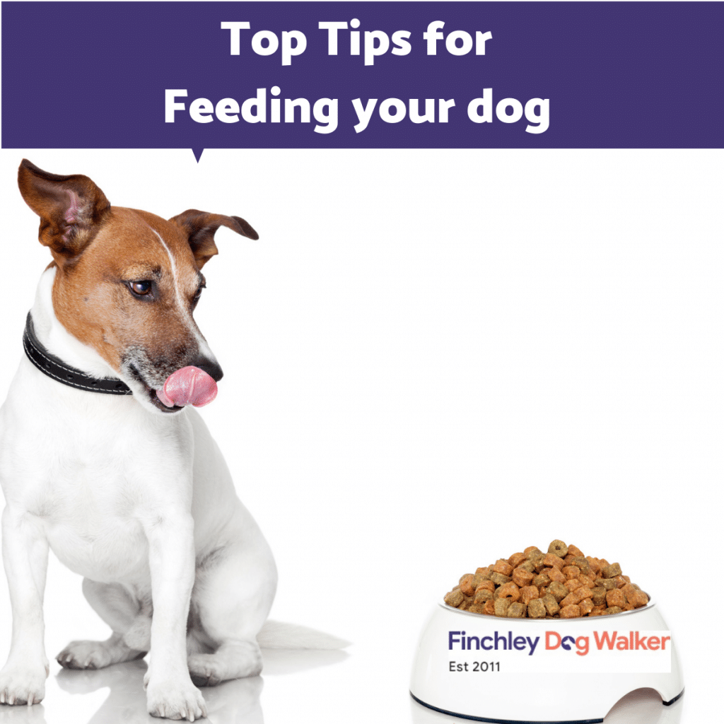 How-much-to-feed-a-dog-finchley-dog-walker-1024x1024 6 Top Tips for Feeding your dog