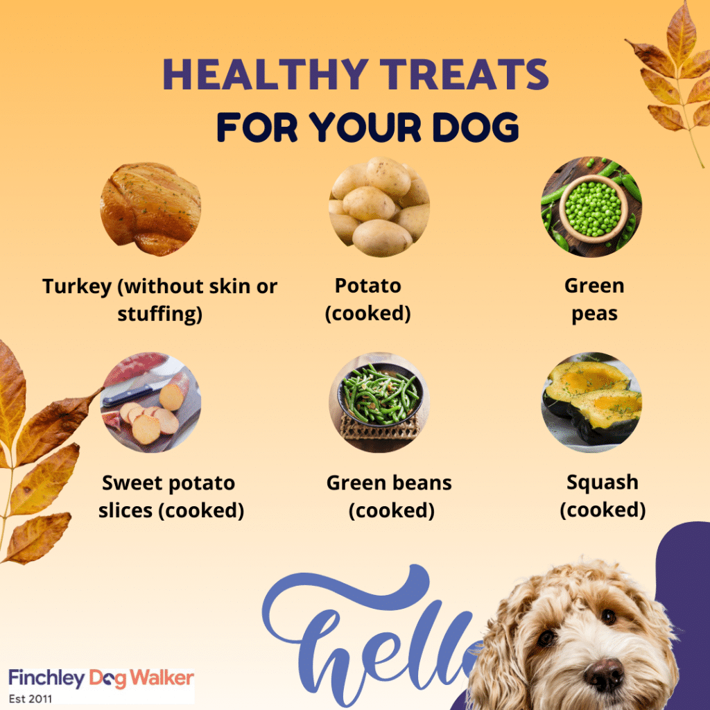 senior dog nutrition and healthy treats