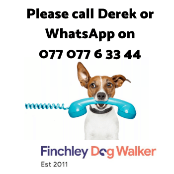 call-derek Puppy Care Package in th Finchley Area